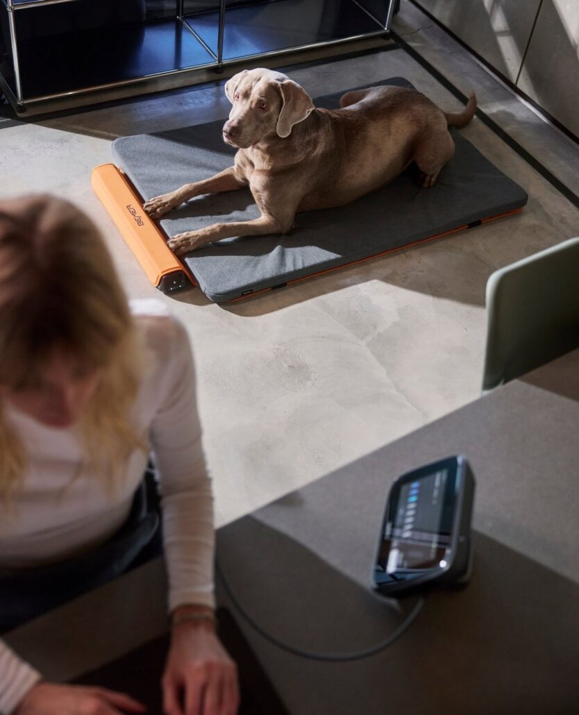 Hund bei einer BEMER Dog Line Anwendung