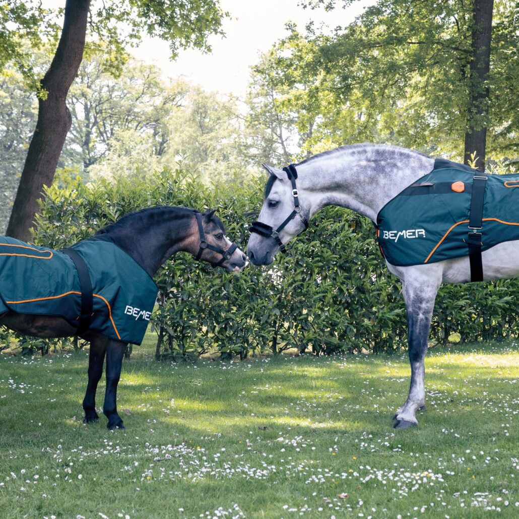 Pferde mit BEMER Horse-Set Pferdedecken