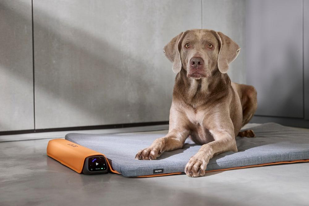 BEMER Dog Line – Unterstützung für deinen Hund im Alltag