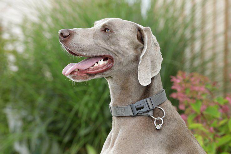 ORGANO Vital Tier – der Anhänger für Hund, Katze und Pferd