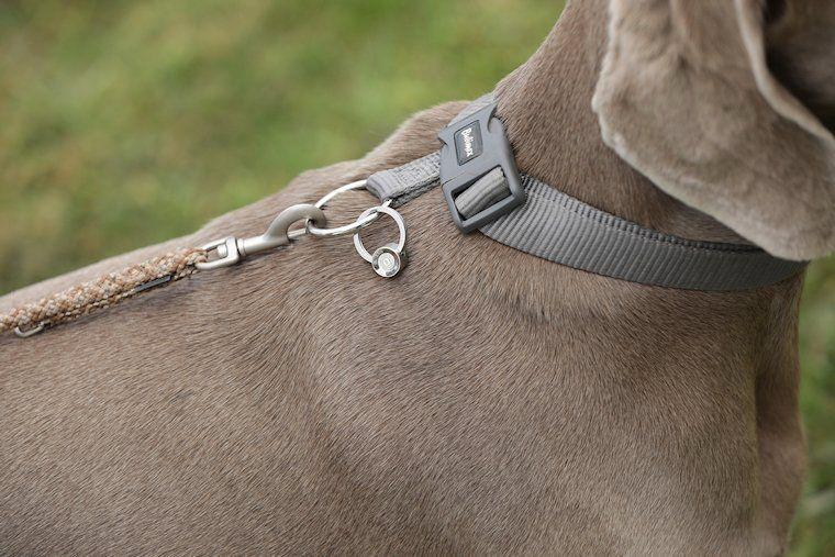 ORGANO Vital Tier Anhänger am Hundehalsband